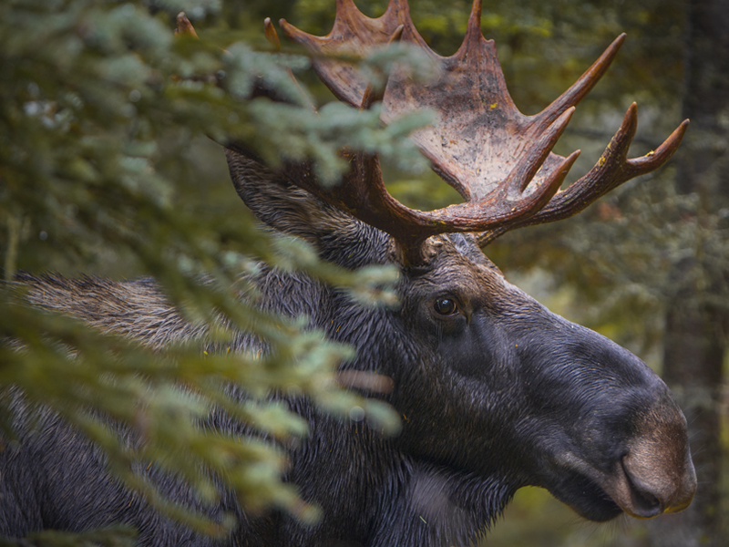 Moose hunting in Matane