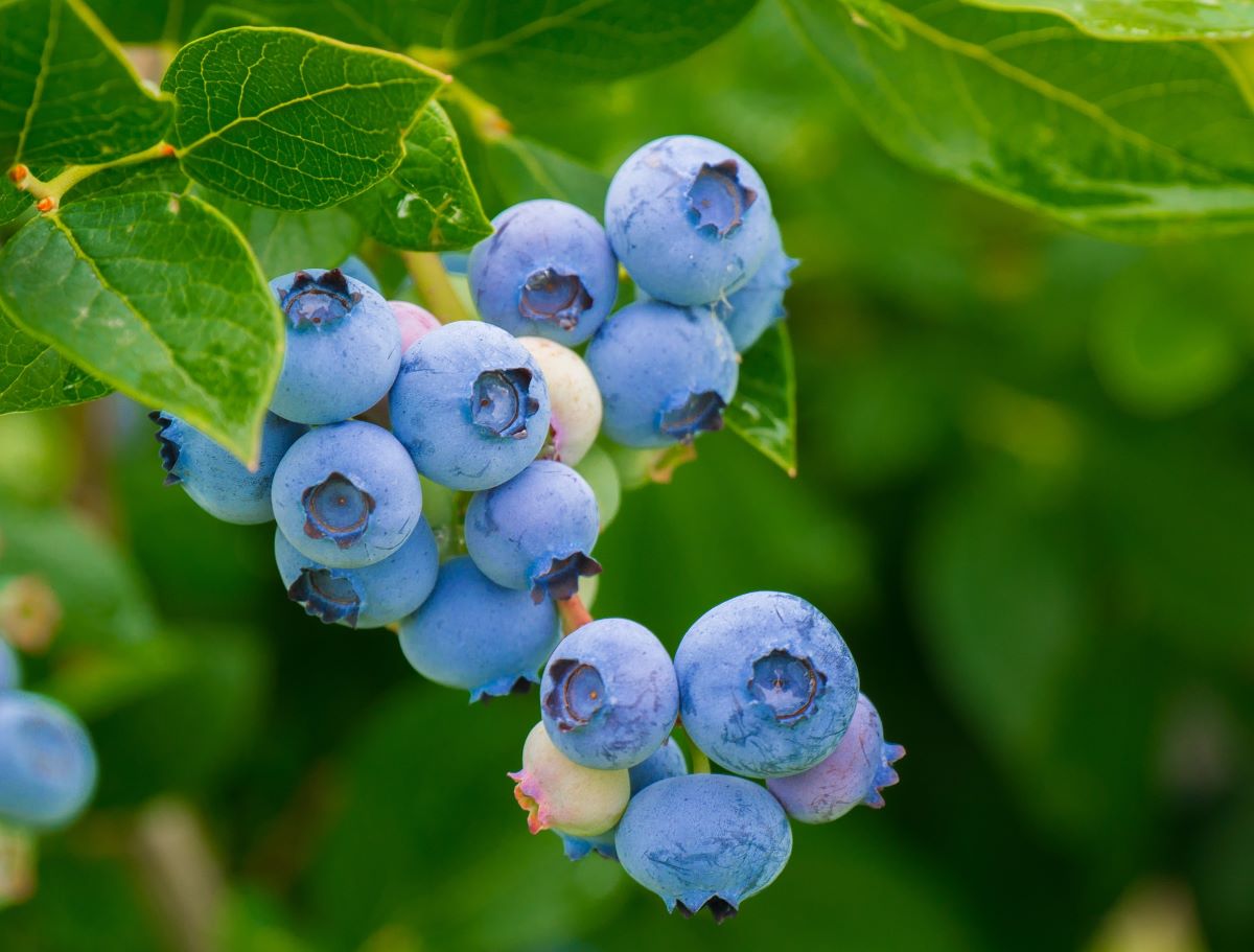 Bleuetière Jeannot Lavoie - Blueberry Farm