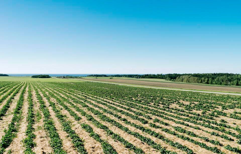 Fraisière Durette - Vegetables and fruits Farm