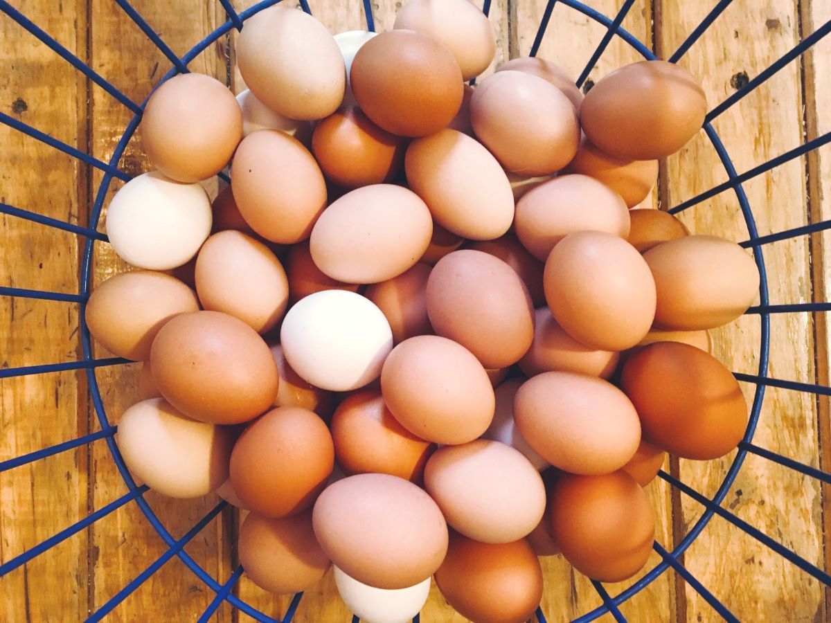 Fermette Poule de luxe
