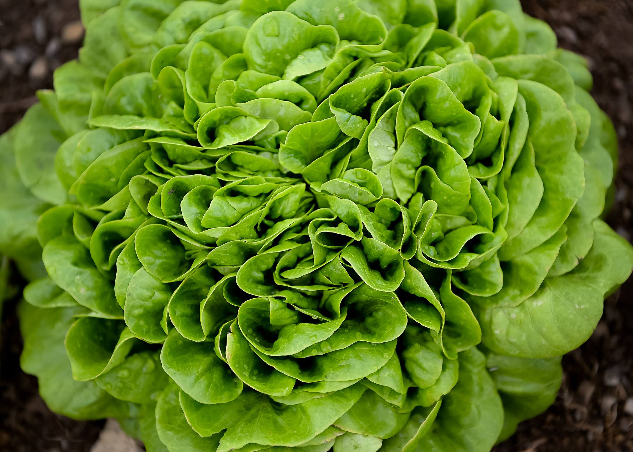 Les Potagers Mycobio - Vegetable Farm