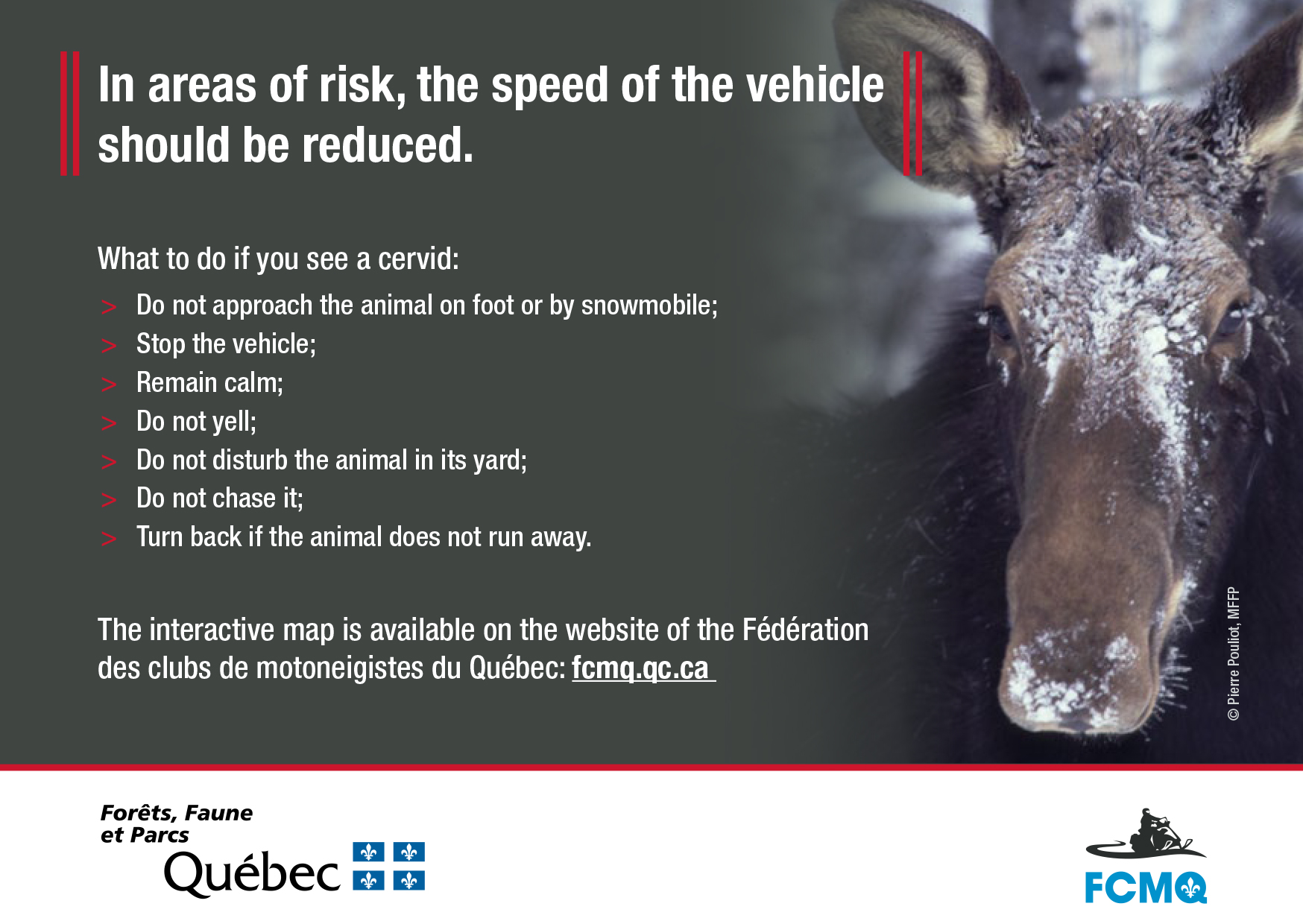 Coming across a moose when snowmobiling Coming across a moose when snowmobiling