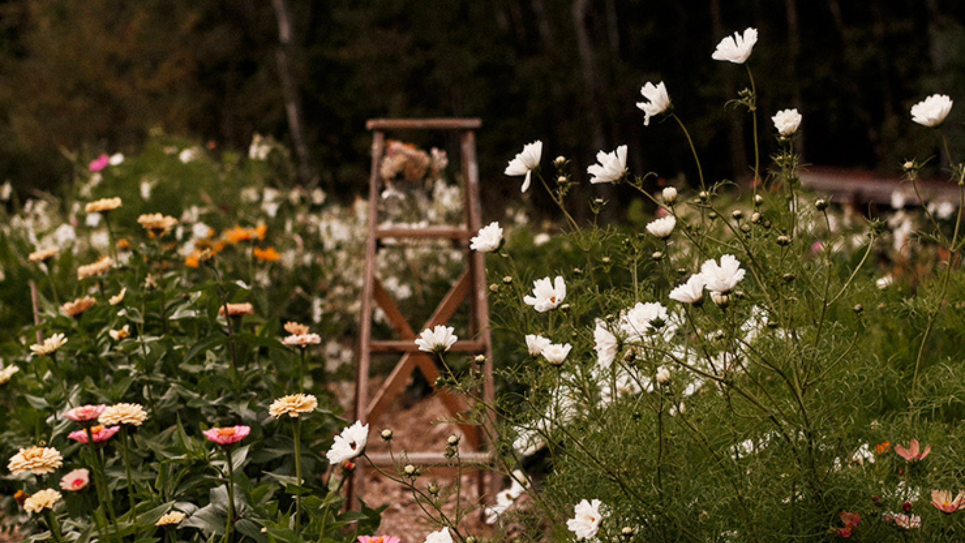 Échelle dans un champ de fleurs