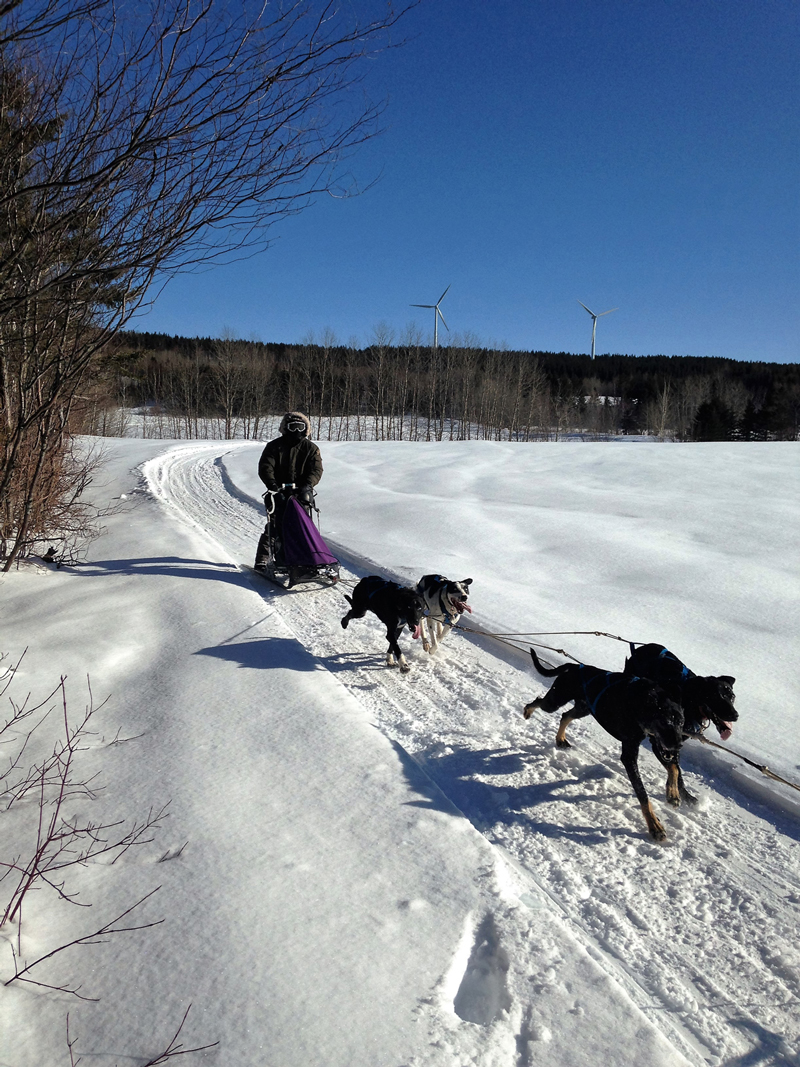 Dogsledding in Matane, Gaspésie