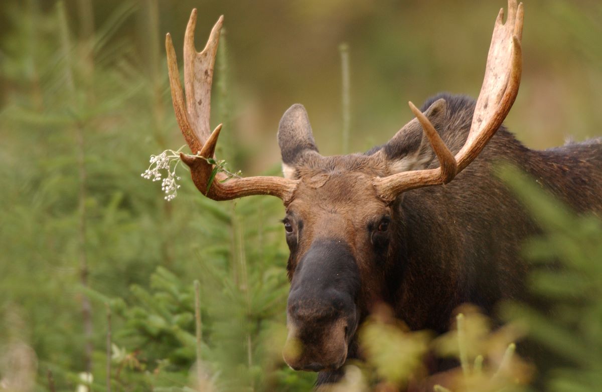 Mooses in the Matane Wildlife Reserve