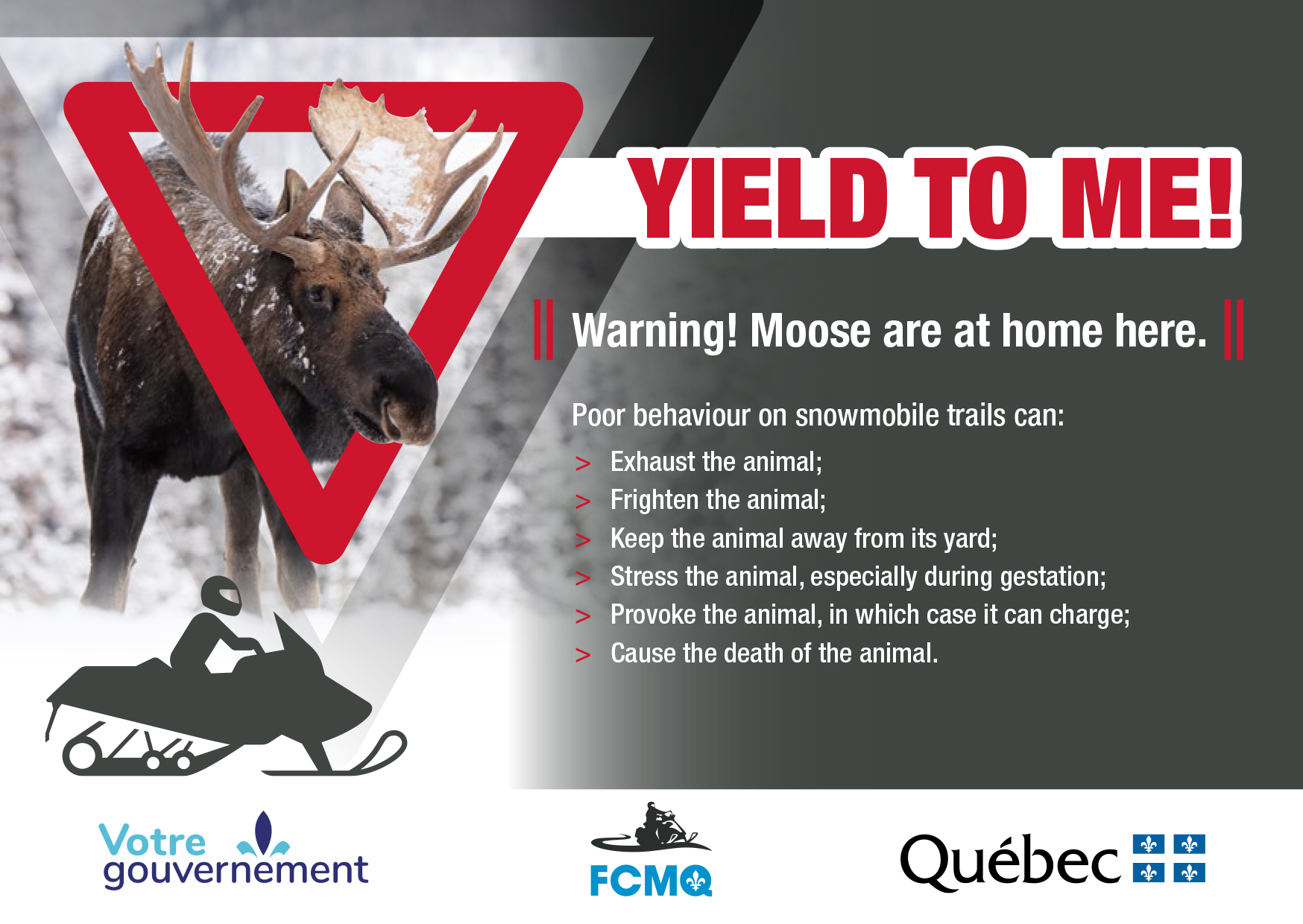 Coming across a moose when snowmobiling