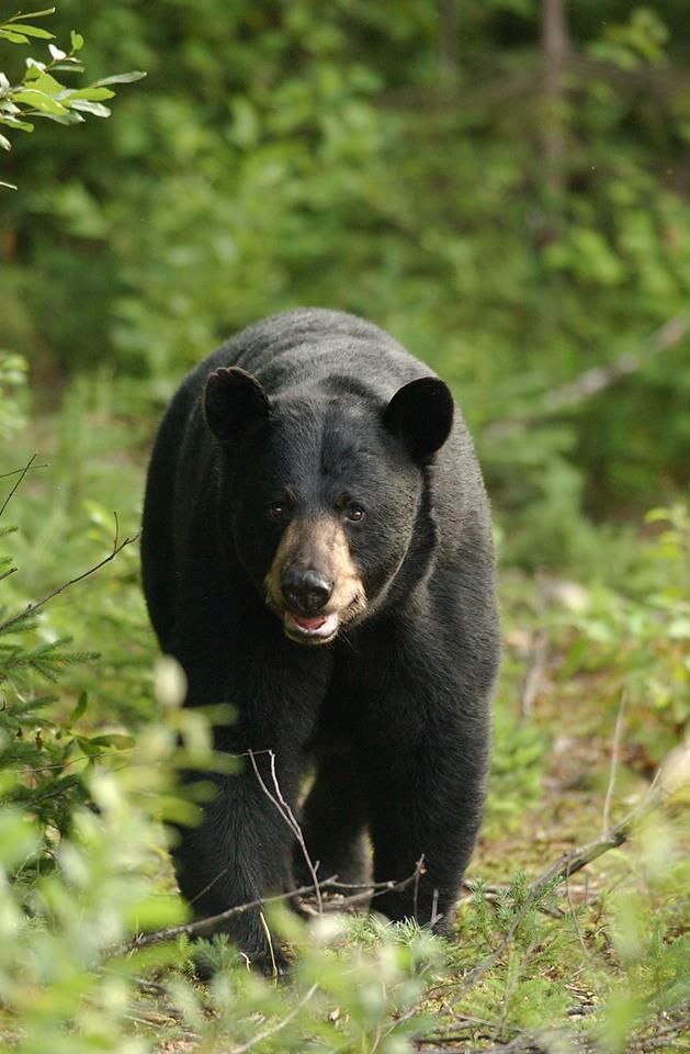 Black bear hunting in Matane