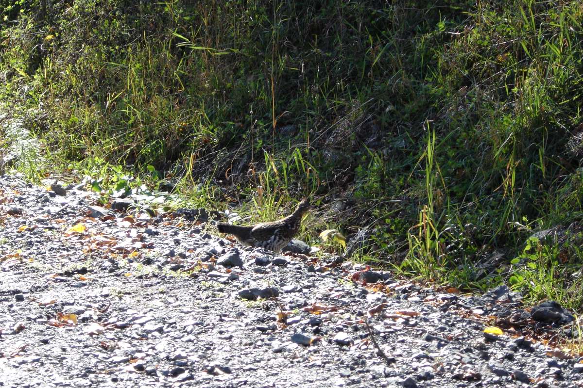 Small game hunting in Matane