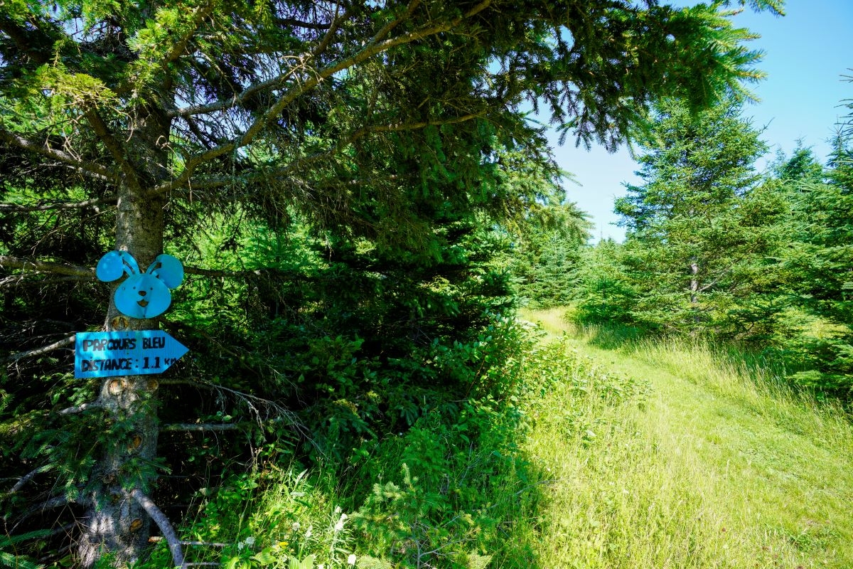 Sentiers de la Forêt municipale de Sainte-Félicité
