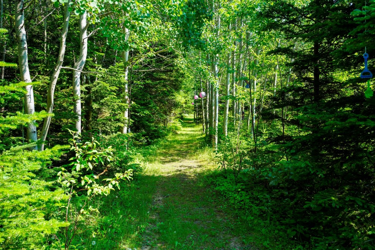 Sentiers de la Forêt municipale de Sainte-Félicité