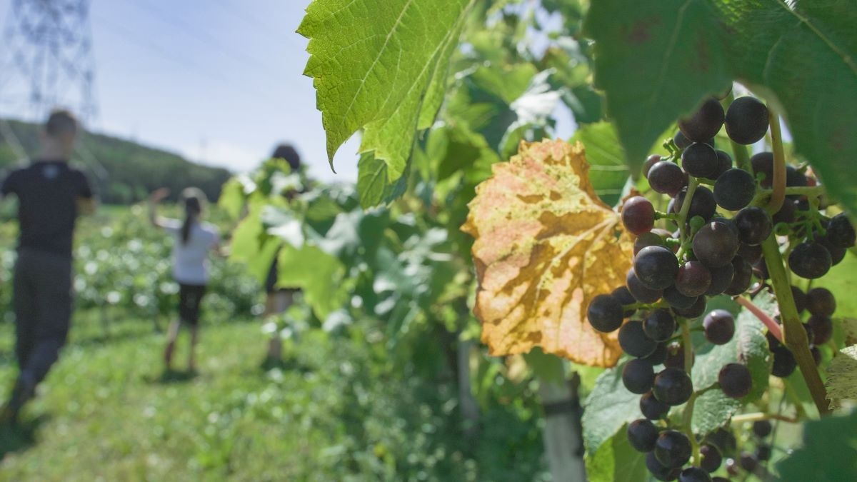 Vignoble Carpinteri