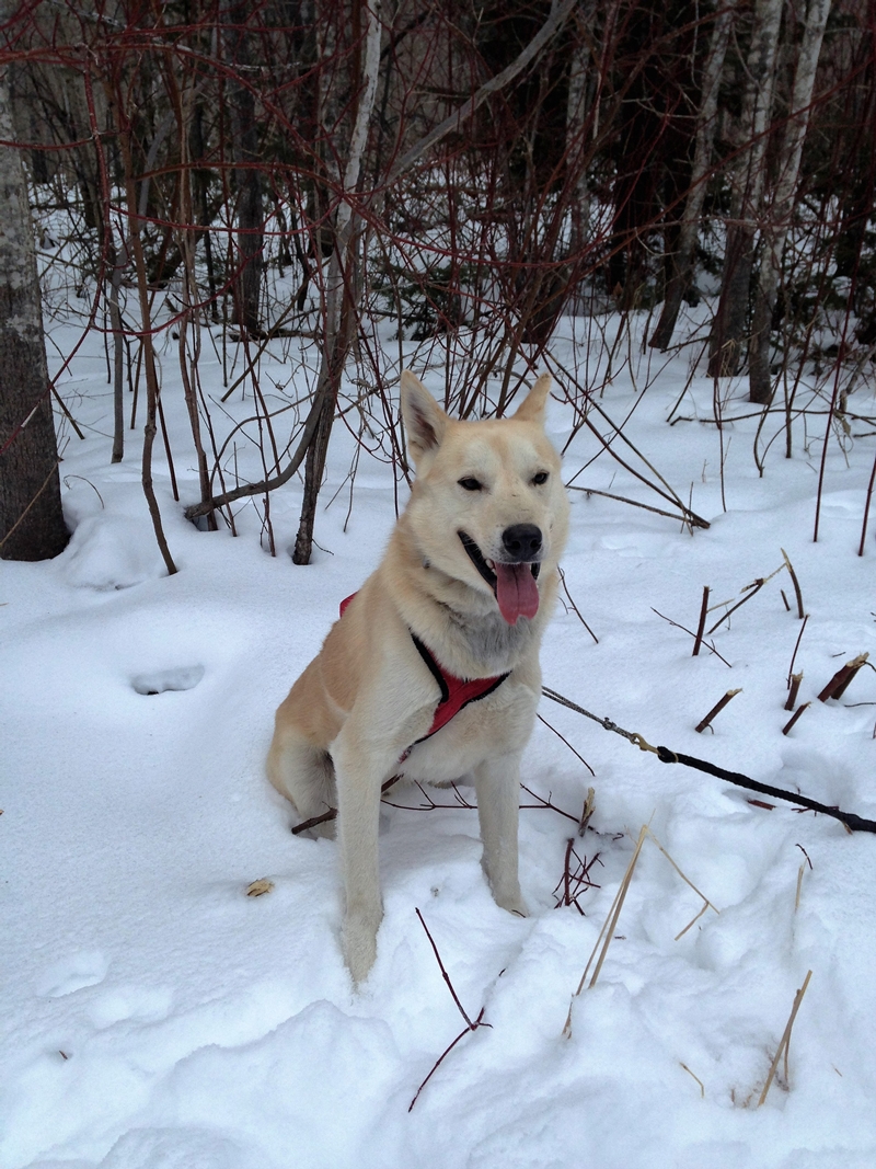Aventure Pattes Blanches